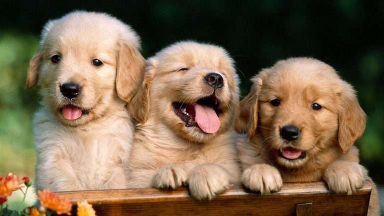 Lisboa vai ter a sua primeira creche para cães, para que os animais não tenham que ficar  sozinhos em casa enquanto vai trabalhar.