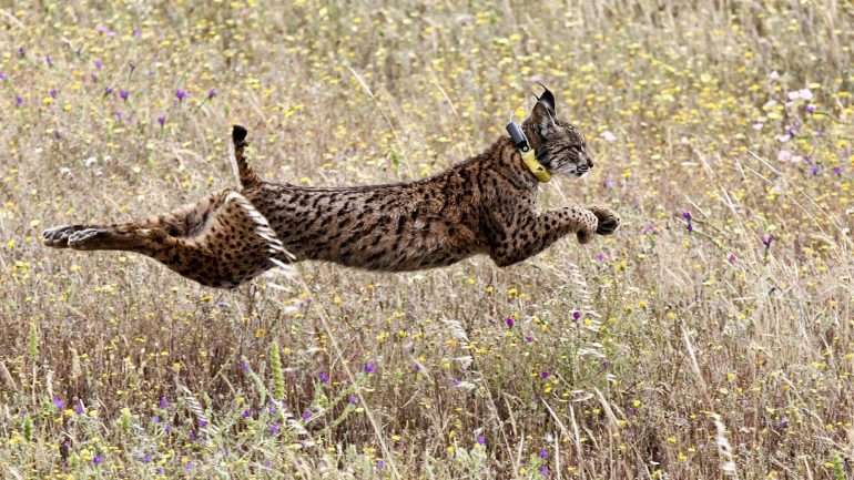 A nova série de moedas de coleção intitula-se "Espécies Ameaçadas", com o intuito de promover o conhecimento e a conservação das espécies em perigo da fauna e flora nacionais