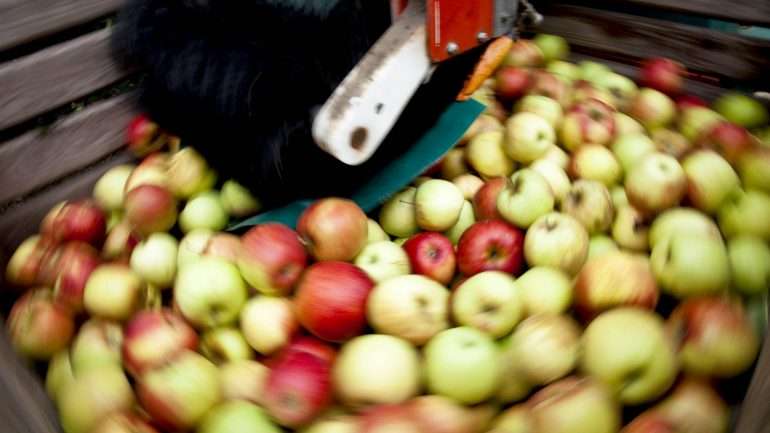 Primavera chuvosa e verão quente ditam mau ano agrícola e várias perdas, em vários sectores