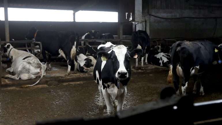 "Quem herdar alguma coisa ainda poderá pensar em continuar, mas para quem pretende começar do zero, certamente vai perceber que será melhor seguir por outro caminho"