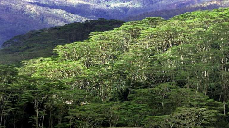 A competição está aberta a agricultores e a grupos de agricultores que têm de apresentar amostras de dois quilos de café com casca ou 1,5 quilos de café sem casca com um grau de humidade de 9 a 12%