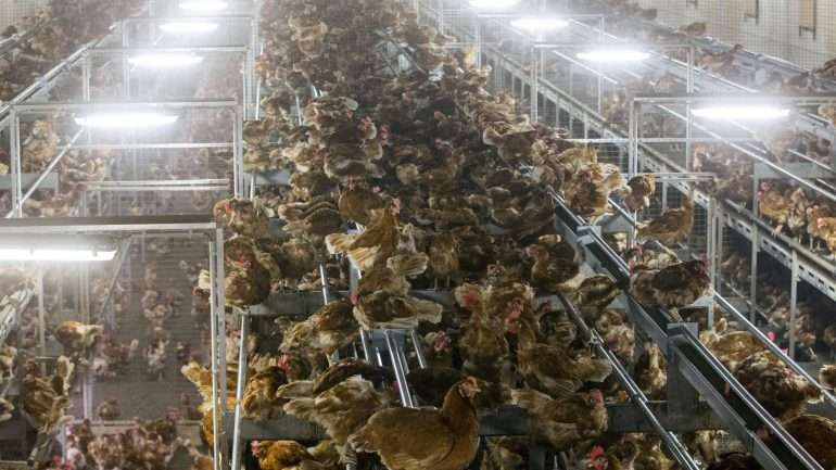 As autoridades encontraram mais de 40 animais mortos e detetaram outros infetados com o mesmo vírus em duas quintas
