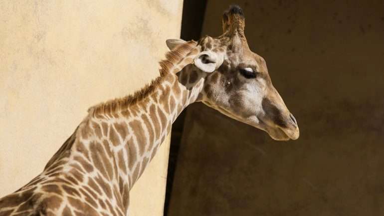 A ação do homem está, aos poucos, a devastar o mundo animal. As girafas são as últimas vítimas
