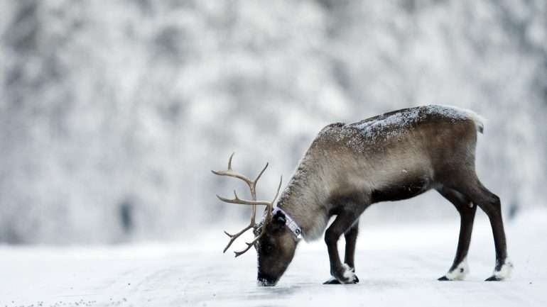 Uma equipa de investigadores do Instituto James Hutton e de um instituto da Universidade de Ciências da Vida da Noruega estudaram a evolução das renas desde 1994