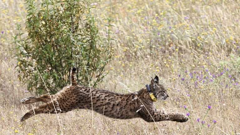 O estudo constata a baixa diversidade genética do lince ibérico, marcada por três grandes declínios demográficos