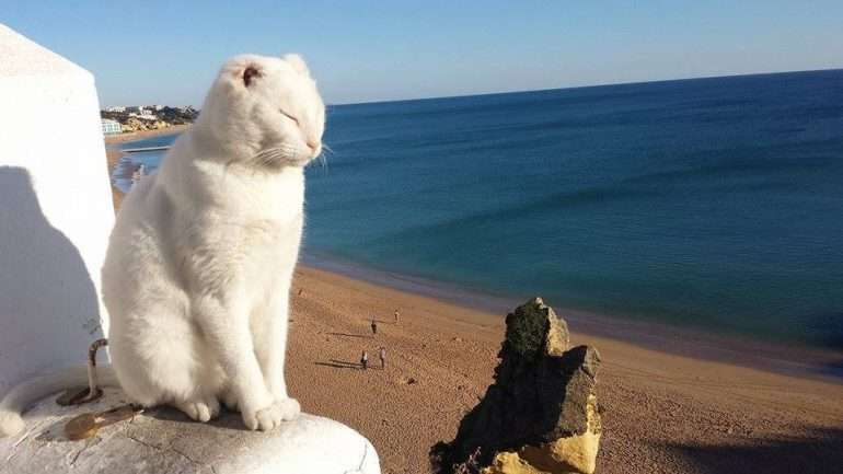 Mr. No Ears nasceu no cimo da falésia da praia do Peneco, em Albufeira, há seis anos