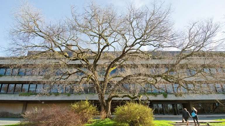 O ulmeiro encontrava-se junto à entrada principal da sede da Fundação Gulbenkian, em Lisboa