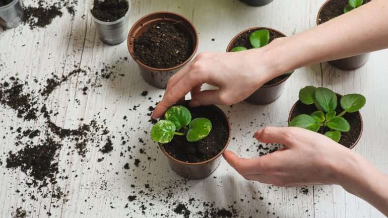 Não desista à primeira adversidade. Dedicar-se à jardinagem é isso mesmo, aceitar avanços e recuos e manter-se firme na tarefa de ver crescer o que plantou.