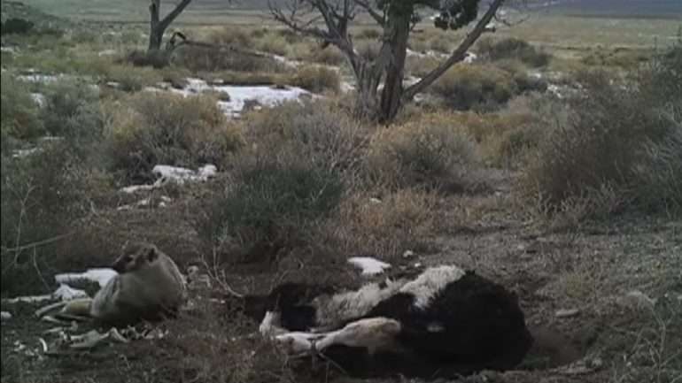 O vídeo foi captado por investigadores do Laboratório de Biodiversidade e Ecologia de Conversação da Universidade de Utah