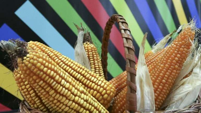 Esses são os primeiros passos da cooperação sino-são-tomense no domínio da agricultura e pecuária