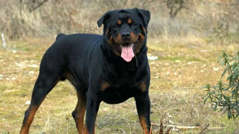 Foto ilustrativa de um cão da raça Rottweiller (@WIkimedia Commons)