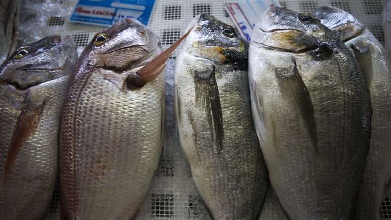 Portugal, com um consumo de 56,8 quilos por pessoa, é um dos países acima da média europeia de consumo de peixe