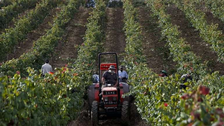 O ministro da Agricultura disse que a medida VITIS, Regime de Apoio à Reestruturação e Reconversão da Vinha, foi, "provavelmente, o programa europeu que melhor sucesso teve em Portugal"