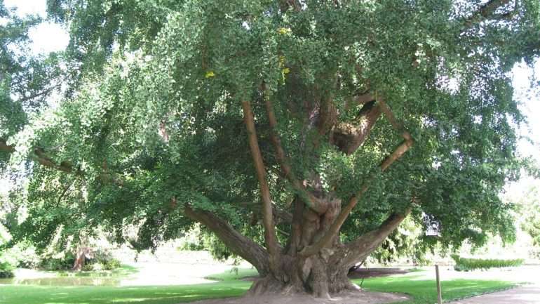 O exemplar mais antigo da espécie encontra-se no Jardim Botânico de Kew, no Reino Unido, e tem entre 230 e 240 anos de idade