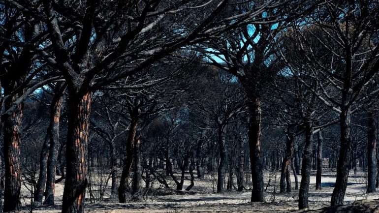 O incêndio em Espanha chegou até ao Parque Natural de Doñana e obrigou à evacuação de duas mil pessoas