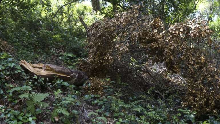 "A expansão de culturas lenhosas em regime de monocultura tem tido impactos desastrosos no território e nas populações", alertam a Quercus e a Acréscimo