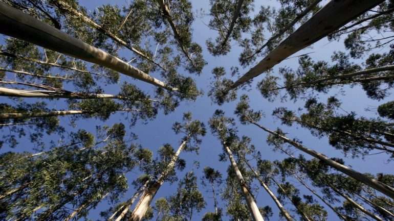 O objetivo é diversificar a área florestal e criar zonas tampão para travar os incêndios