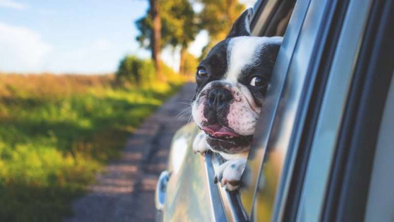 Tanto pode levar o seu animal para um hotel como recorrer a um serviço que vai a sua casa.
