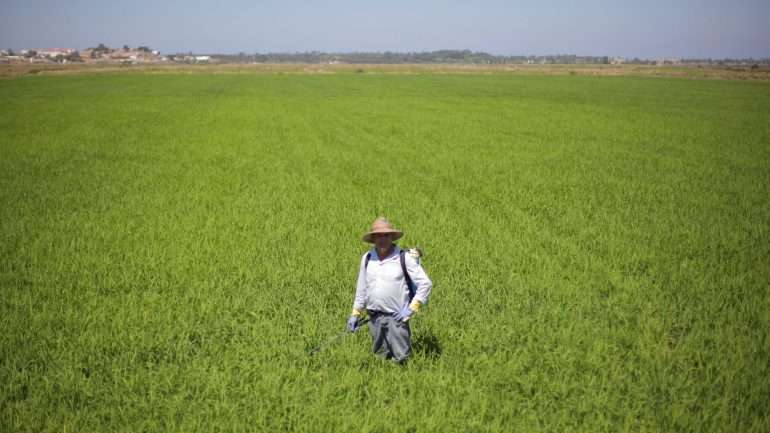 A Herdade da Comporta tem uma extensa área agrícola, que o novo dono quer preservar