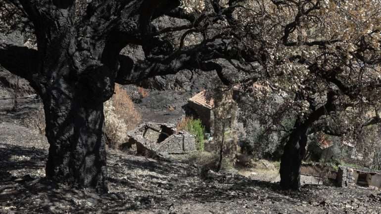 Leiria é o distrito mais afetado no que se refere à área ardida