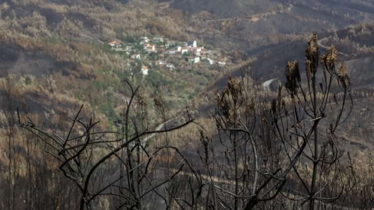 A Celpa defende que os incêndios "em nada dependem das características das espécies florestais, do eucalipto ou de outras