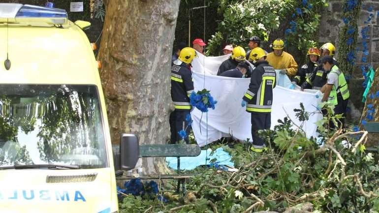 Em agosto de 2010, já tinham morrido duas pessoas no Porto Santo após queda de uma palmeira