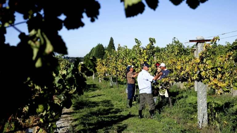 A região demarcada dos vinhos verdes é uma das maiores da Europa
