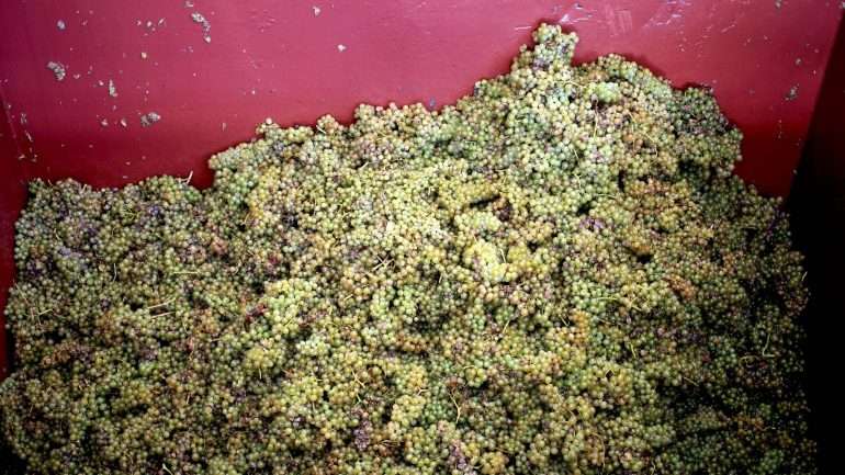 As vinhas apresentavam elevadas quantidades de fruto