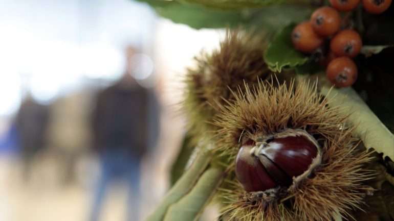 Concelho de Bragança é dos maiores produtores nacionais de castanha