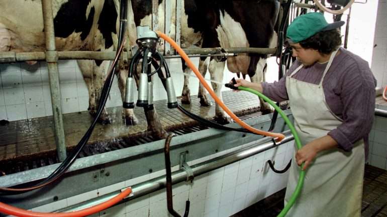 A Lactogal é uma das maiores empresas de laticínios do país