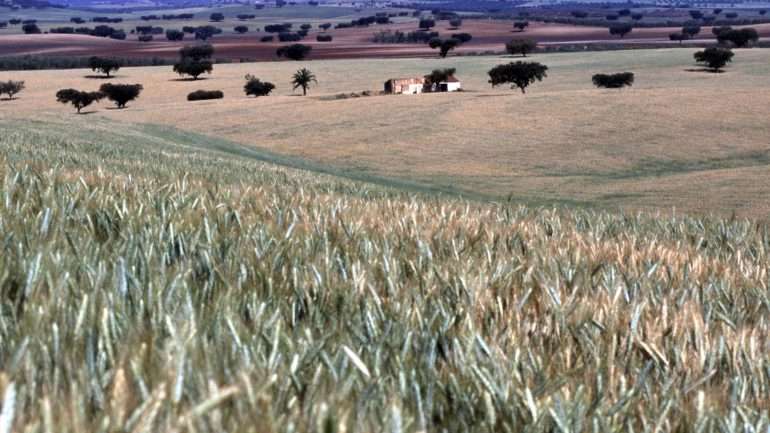 A quebra na produção agrícola deve-se à diminuição do valor da produção animal.
