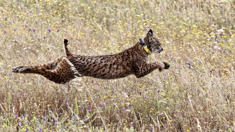 O lince-ibérico é uma espécie em vias de extinção