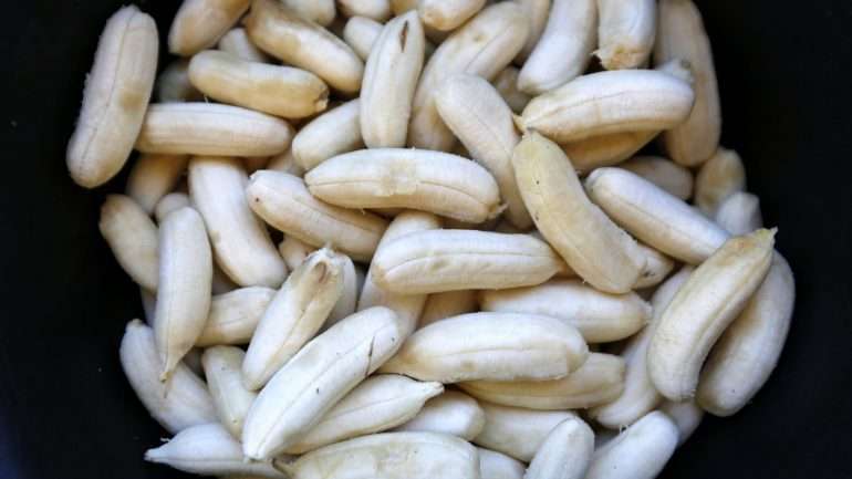 Até outubro, a Quiminha, que já abastece Luanda e as principais cadeias de distribuição do país, deverá produzir cerca de 60 mil toneladas de legumes e frutas