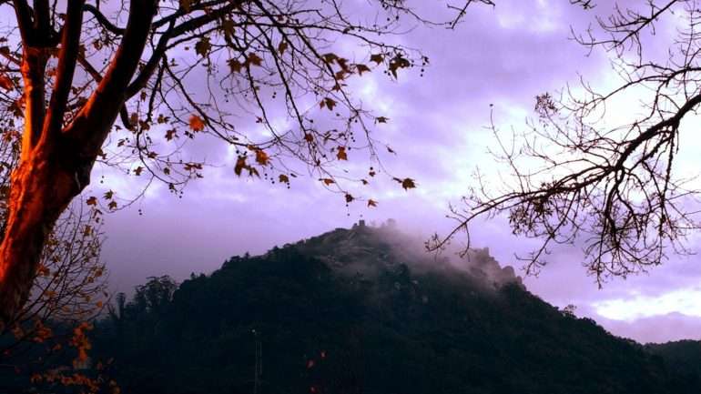 O objetivo do corte de árvores é aumentar a segurança da serra de Sintra face a incêndios