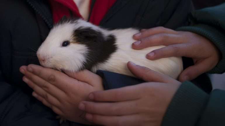 Os roedores não são aconselhados como animais de companhia a crianças com menos de cinco anos