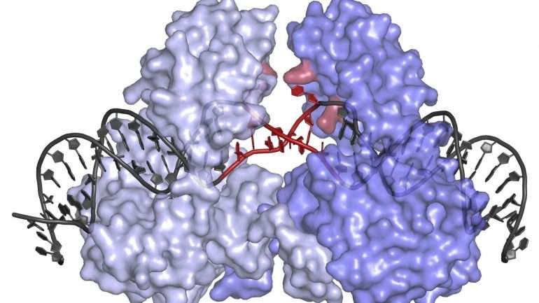 Modelo da estrutura tridimensional da proteína transposase com a porção de ADN ligada. A porção a vermelho está a ser desenrolada