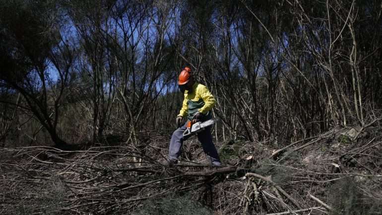 O projeto, financiado pelo Fundo Ambiental, decorre na sequência de um grande que atingiu Pampilhosa da Serra em agosto