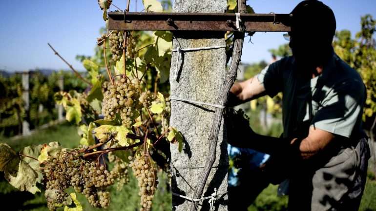 O júri deste concurso distinguiu com ouro 13 vinhos