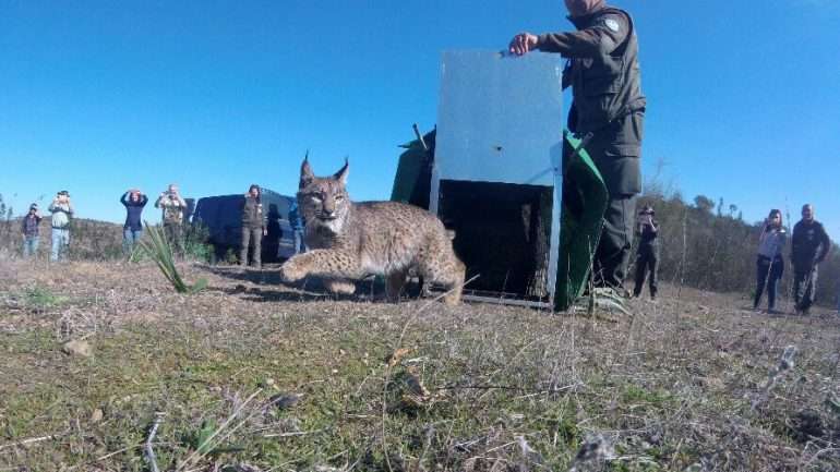 Solta de Olmo e Okami, no dia 15 de fevereiro na zona de Sapos, concelho de Mértola