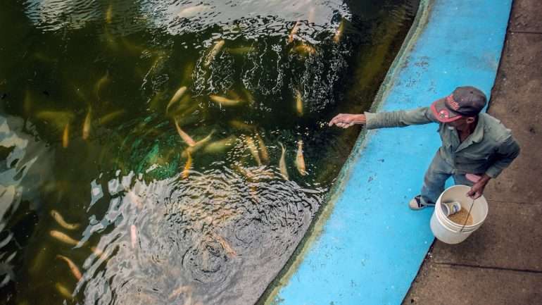 Os anestésicos veterinários são usados para reduzir o stress nos peixes