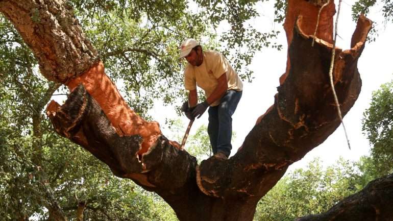 Os sobreiros são importantes tanto em termos económicos como ecológicos