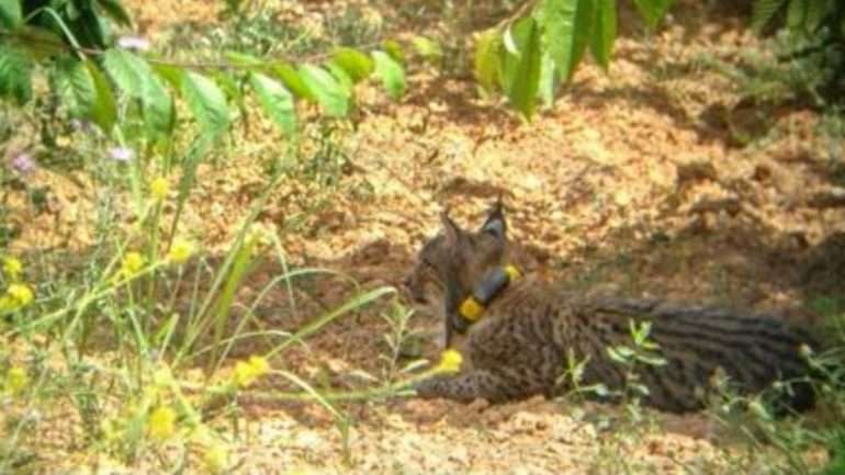 Fotografia retirada do Facebook da Agents Rurals de Catalunya, uma das entidades envolvidas na captura do lince-ibérico
