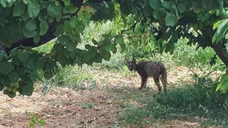 Fotografia retirada do Facebook da Agents Rurals de Catalunya, uma das entidades envolvidas na captura do lince-ibérico.