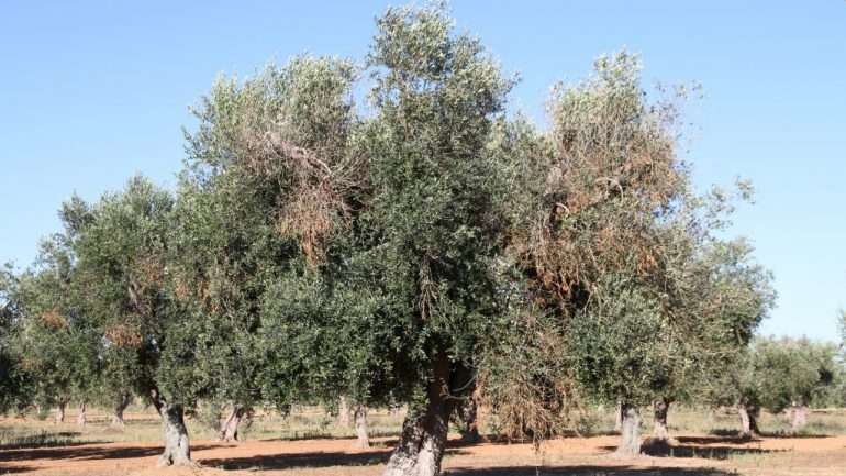 Em árvores infetadas com Xylella fastidiosa as folhas secam e caem