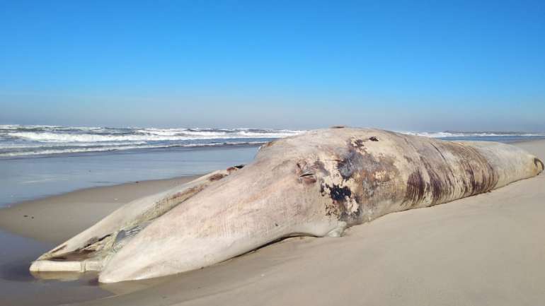 A baleia, da espécie Balaenoptera physalus com 18,5 metros, que deu à costa já morta esta manhã na Praia do Areão, em Mira. (Foto: Elia Costa/ SPVS)