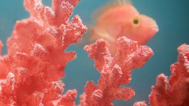 Coral Vivo é a cor de 2019 segundo a Pantone