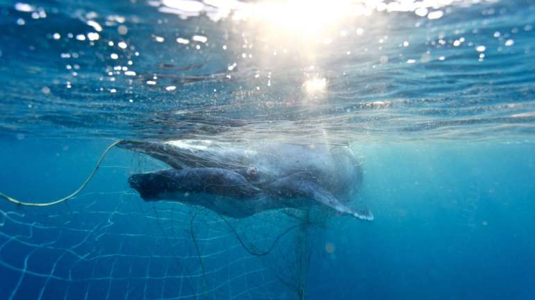 O Japão anunciou esta quarta-feira a saída da Comissão Baleeira Internacional, formalizando uma ameaça feita em setembro, com o objetivo de "retomar a pesca comercial em julho"