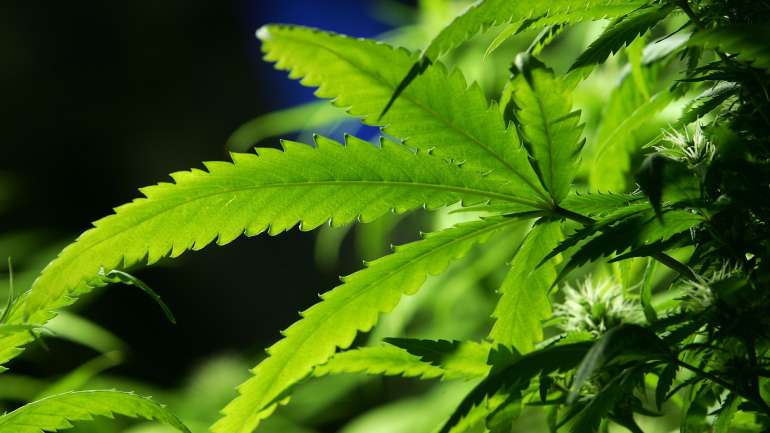 No dia 17 de janeiro, além do PAN, também o Bloco de Esquerda apresenta uma proposta para a legalização da canábis