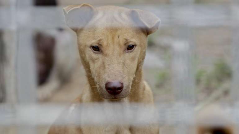 O presidente da câmara afirma que a autarquia não tem espaços suficientes para abrigar tantos animais