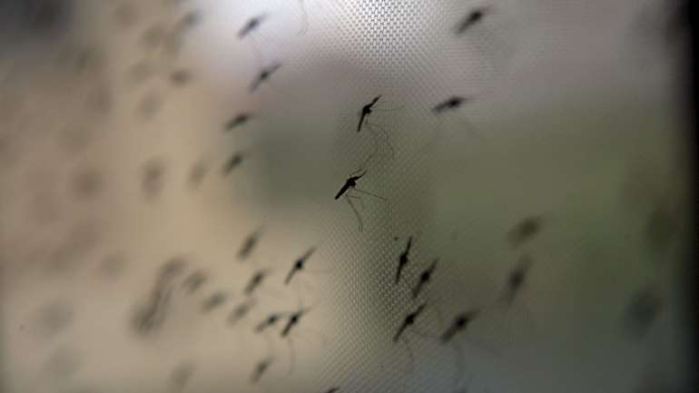 Pelo menos 1.080 pessoas morreram vítimas da malária em Luanda, em 2018